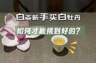 白茶新手必读：新茶与老茶的比较