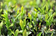 快速掌握春茶、夏茶、秋茶的区别：一张表格指南