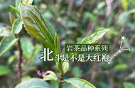 涨知识：北斗是否为大红袍？关于岩茶品种的深度解析