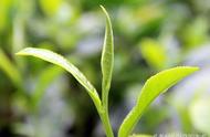 探索春茶的世界：如何区分春茶、秋茶、夏茶和冬茶