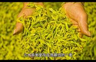 探索茶叶世界：绿茶、黄茶、白茶、青茶、黑茶的制作工艺