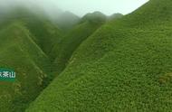 抹茶山上品茗，眺望连绵山峦，宛如身临其境的抹茶仙境。