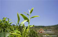 春茶、夏茶、秋茶的各自特色