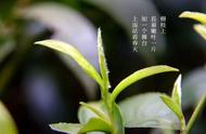 世界茗茶之源：探寻都匀毛尖的制作奥秘