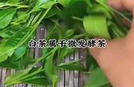 探索白茶：了解这种珍贵的茶叶