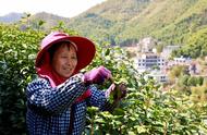 余杭径山茶在春分日迎来开采季