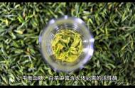 了解白茶：它的功效和作用有哪些？