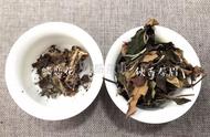 听心选择：白茶散茶还是饼茶？