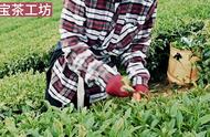 末宝茶工坊2023冬季茶叶制作过程揭秘