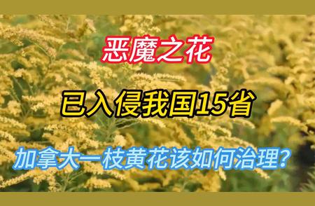 恶魔之花来袭！加拿大一枝黄花治理大作战！