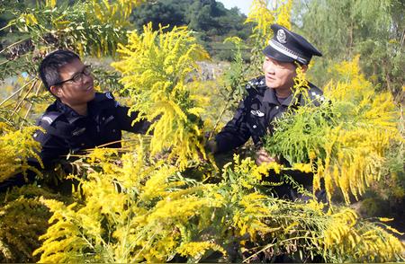 加拿大一枝黄花入侵引发关注，治理难度何在？