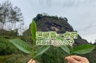 如何选购岩茶中的高香品种？4点买茶技巧告诉你答案