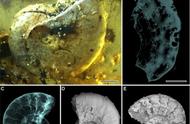 亿年琥珀中发现未知生物：史前奇迹的震撼揭晓
