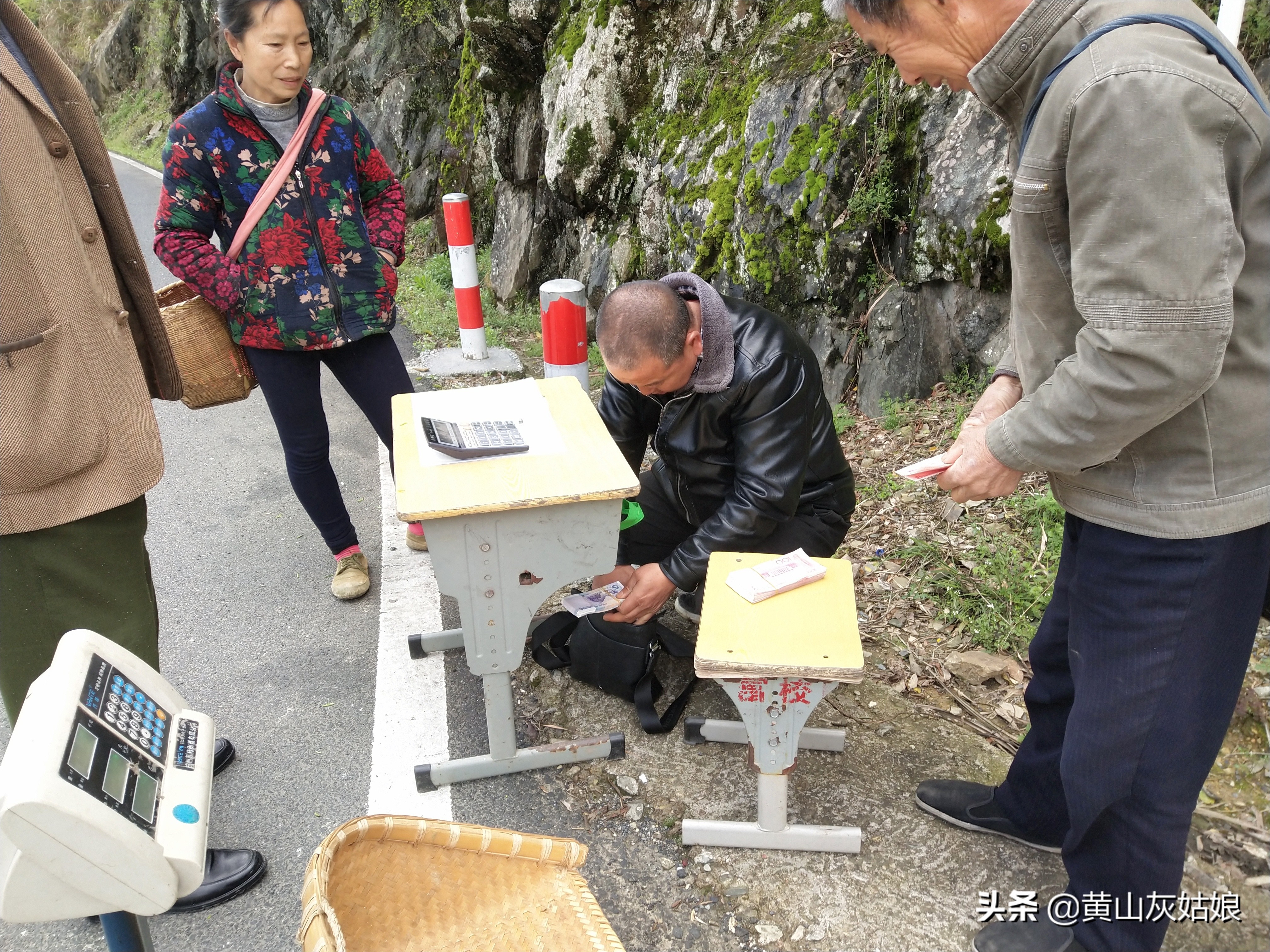 中国十大名茶-黄山毛峰，原产地富溪高山茶园正式开采