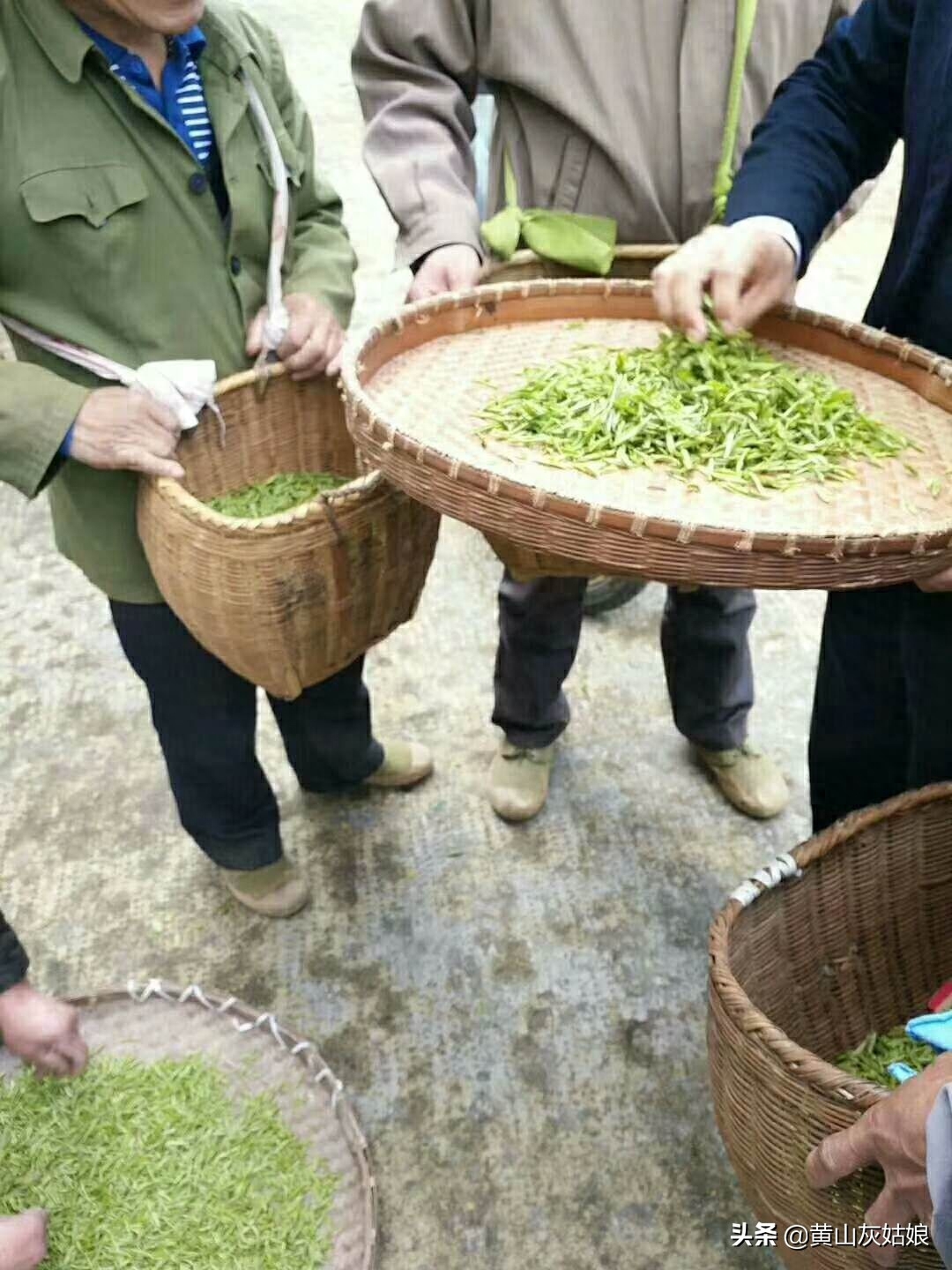 中国十大名茶-黄山毛峰，原产地富溪高山茶园正式开采