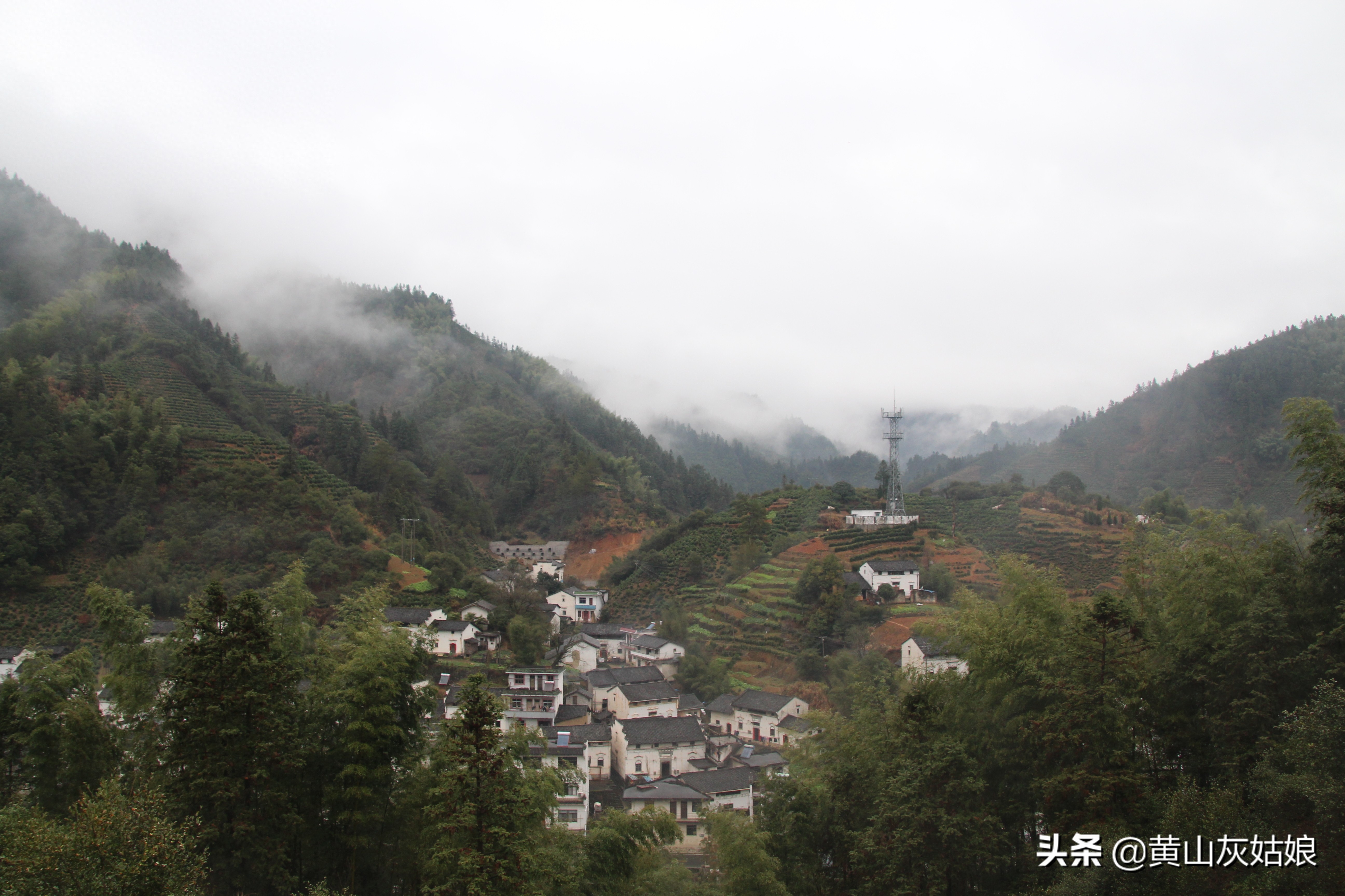 中国十大名茶-黄山毛峰，富溪高山茶园美景