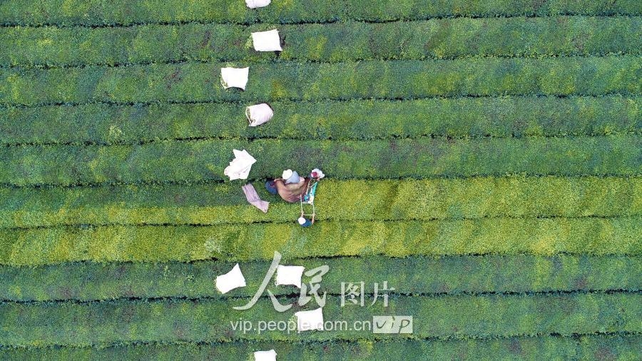 江西泰和：夏茶开采