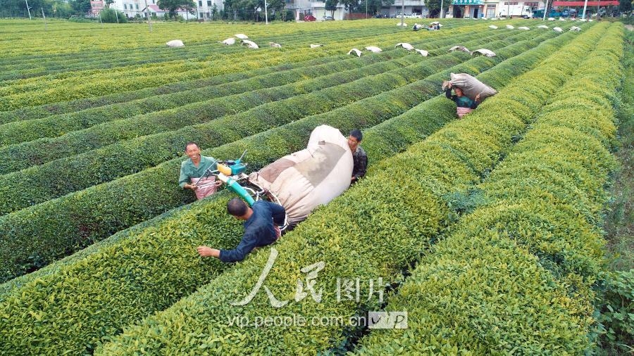 江西泰和：夏茶开采